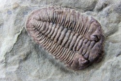 Ormathops cf. clariondi