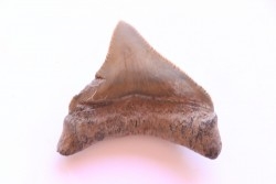 dent de requin: CARCHARODON MEGALODON