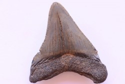 dent de requin: CARCHARODON MEGALODON