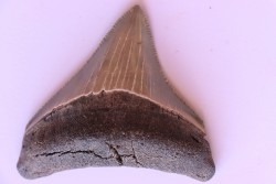 dent de requin: CARCHARODON MEGALODON