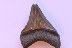 dent de requin: CARCHARODON MEGALODON