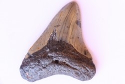dent de requin: CARCHARODON MEGALODON