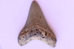 dent de requin: CARCHARODON MEGALODON