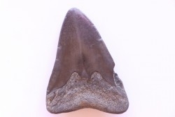 dent de requin: CARCHARODON MEGALODON