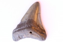 dent de requin: CARCHARODON MEGALODON