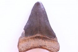 dent de requin: CARCHARODON MEGALODON