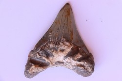 dent de requin: CARCHARODON MEGALODON