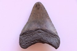 dent de requin: CARCHARODON MEGALODON