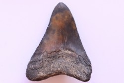 dent de requin: CARCHARODON MEGALODON