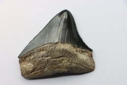 dent de requin: CARCHARODON MEGALODON