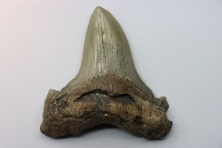 Carcharocles angustidens