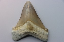 Carcharocles angustidens