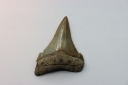 Carcharocles angustidens