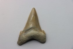 dent de requin: Carcharocles angustidens