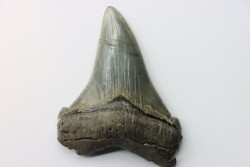 dent de requin: Carcharocles angustidens