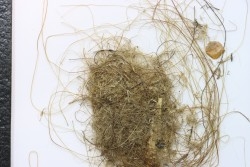 MAMMOTH HAIR from Siberia