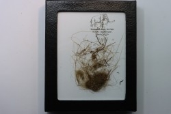 MAMMOTH HAIR from Siberia