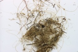 MAMMOTH HAIR from Siberia