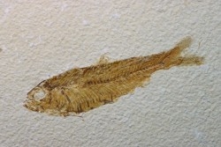 poisson fossile KNIGHTIA EOCAENA - USA