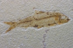 poisson fossile KNIGHTIA EOCAENA - USA