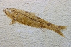 poisson fossile KNIGHTIA EOCAENA - USA