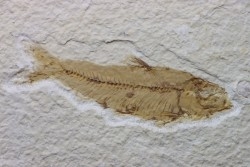 poisson fossile KNIGHTIA EOCAENA - USA