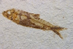 poisson fossile KNIGHTIA EOCAENA - USA