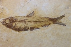 poisson fossile KNIGHTIA EOCAENA - USA
