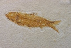 poisson fossile KNIGHTIA EOCAENA - USA