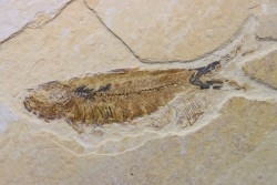 poisson fossile KNIGHTIA EOCAENA - USA