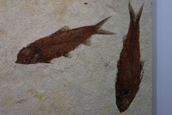 poisson fossile KNIGHTIA EOCAENA - USA