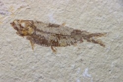 poisson fossile KNIGHTIA EOCAENA - USA