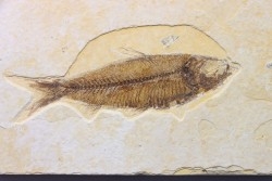 poisson fossile KNIGHTIA EOCAENA - USA