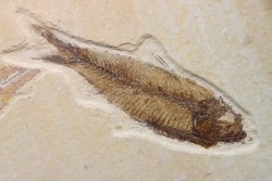 poisson fossile KNIGHTIA EOCAENA - USA