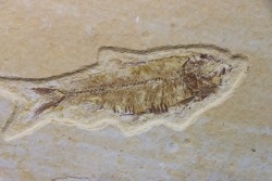 poisson fossile KNIGHTIA EOCAENA - USA
