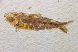 poisson fossile KNIGHTIA EOCAENA - USA