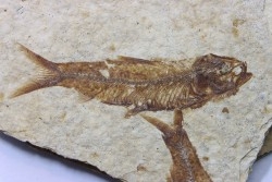 poisson fossile KNIGHTIA EOCAENA - USA