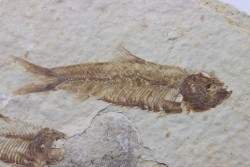 poisson fossile KNIGHTIA EOCAENA - USA