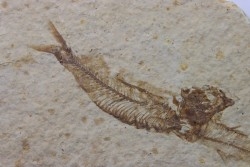 poisson fossile KNIGHTIA EOCAENA - USA