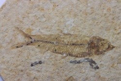 poisson fossile KNIGHTIA EOCAENA - USA