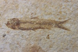 poisson fossile KNIGHTIA EOCAENA - USA