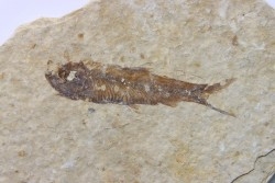 poisson fossile KNIGHTIA EOCAENA - USA