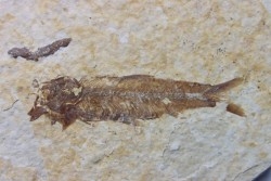 KNIGHTIA EOCAENA