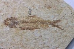 poisson fossile KNIGHTIA EOCAENA - USA