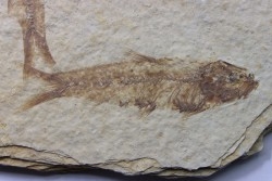 poisson fossile KNIGHTIA EOCAENA - USA