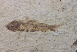 poisson fossile KNIGHTIA EOCAENA - USA