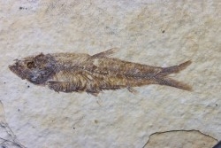 poisson fossile KNIGHTIA EOCAENA - USA