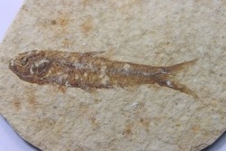 poisson fossile KNIGHTIA EOCAENA - USA