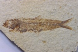poisson fossile KNIGHTIA EOCAENA - USA