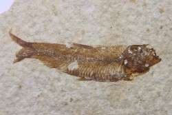 poisson fossile KNIGHTIA EOCAENA - USA